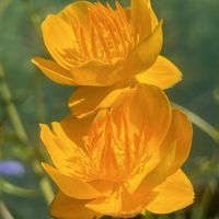 Trollius x cultorum